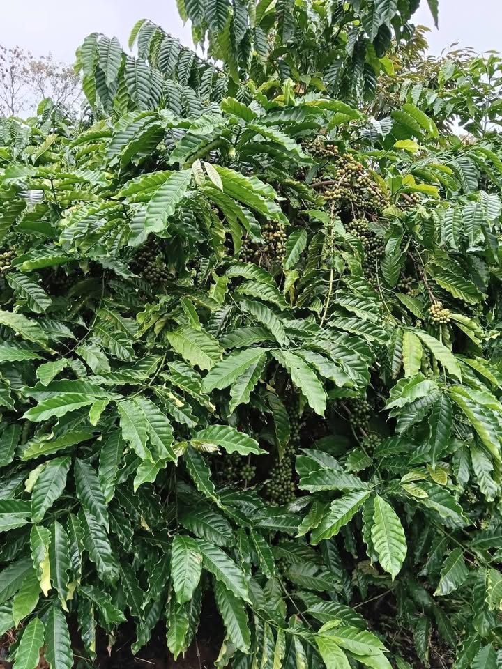 Đất nền Ea Tân Krông Năng 14400m² giá 1.8 tỷ - Đầu tư sinh lời ngay!