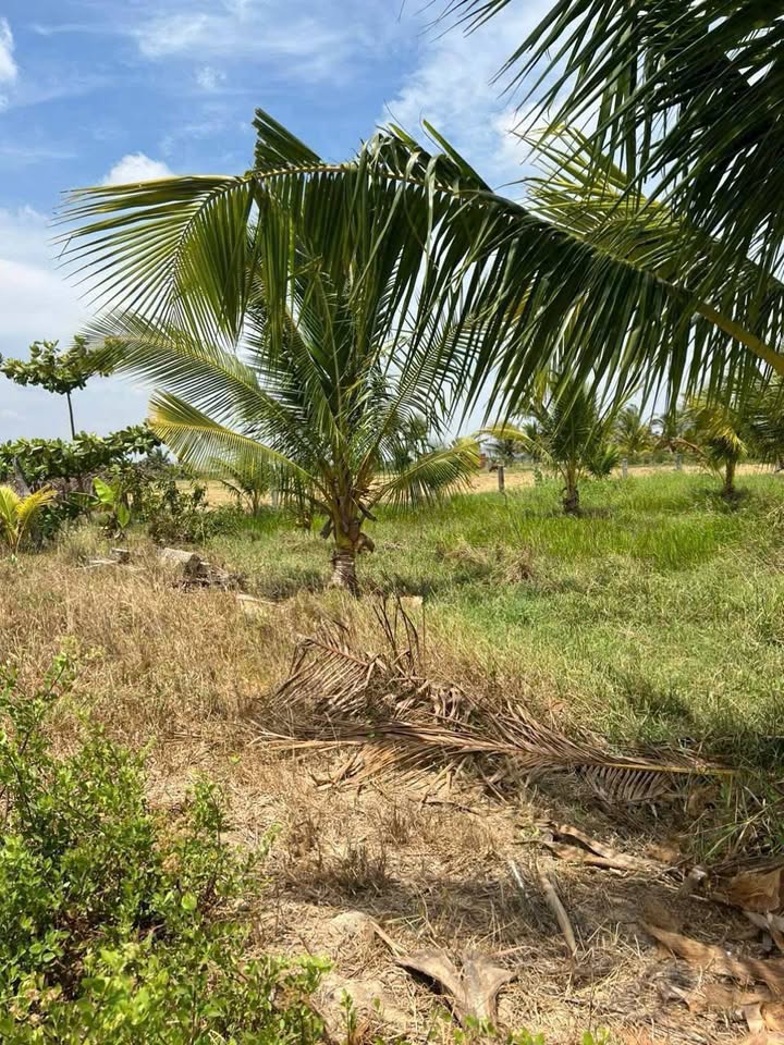 Đất thổ cư Thôn Kim Ngọc, Hàm Thắng 18.000m² giá 2.25 tỷ - Cơ hội đầu tư tuyệt vời!