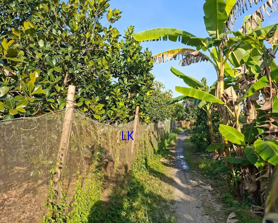 Đất vườn mít 8.400m² xã Bình Thành - Giá chỉ 1.299 tỷ, thu hoạch ngay!