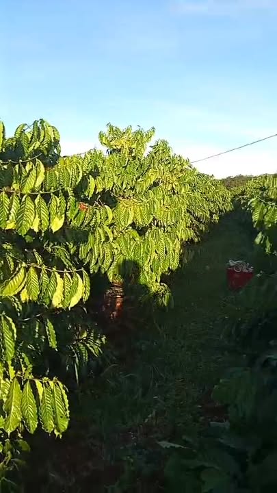 Vườn cà phê tại Ia Chia 1,7ha - Đầu tư hiệu quả, giá thương lượng!