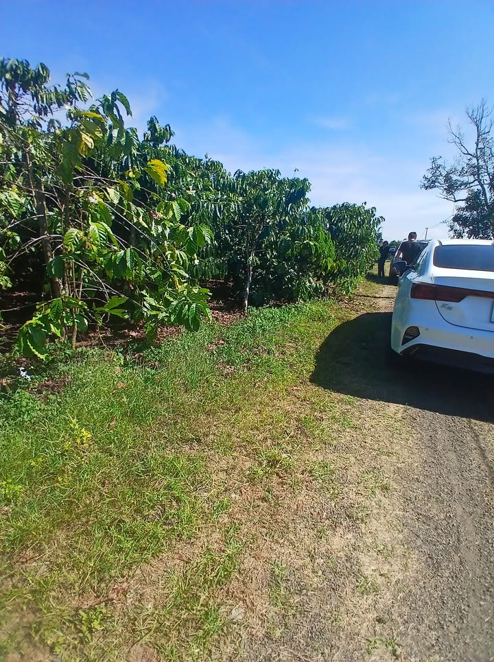 Đất thổ cư 150m² Lâm Hà 600m² - Vị trí đẹp, thoáng đãng, sẵn cafe!