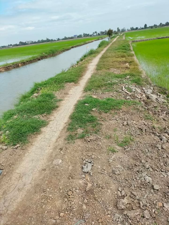 Đất nền mặt tiền kinh doanh 30m tại ấp Hòa Bình, Đồng Tháp - Giá chỉ 3 tỷ