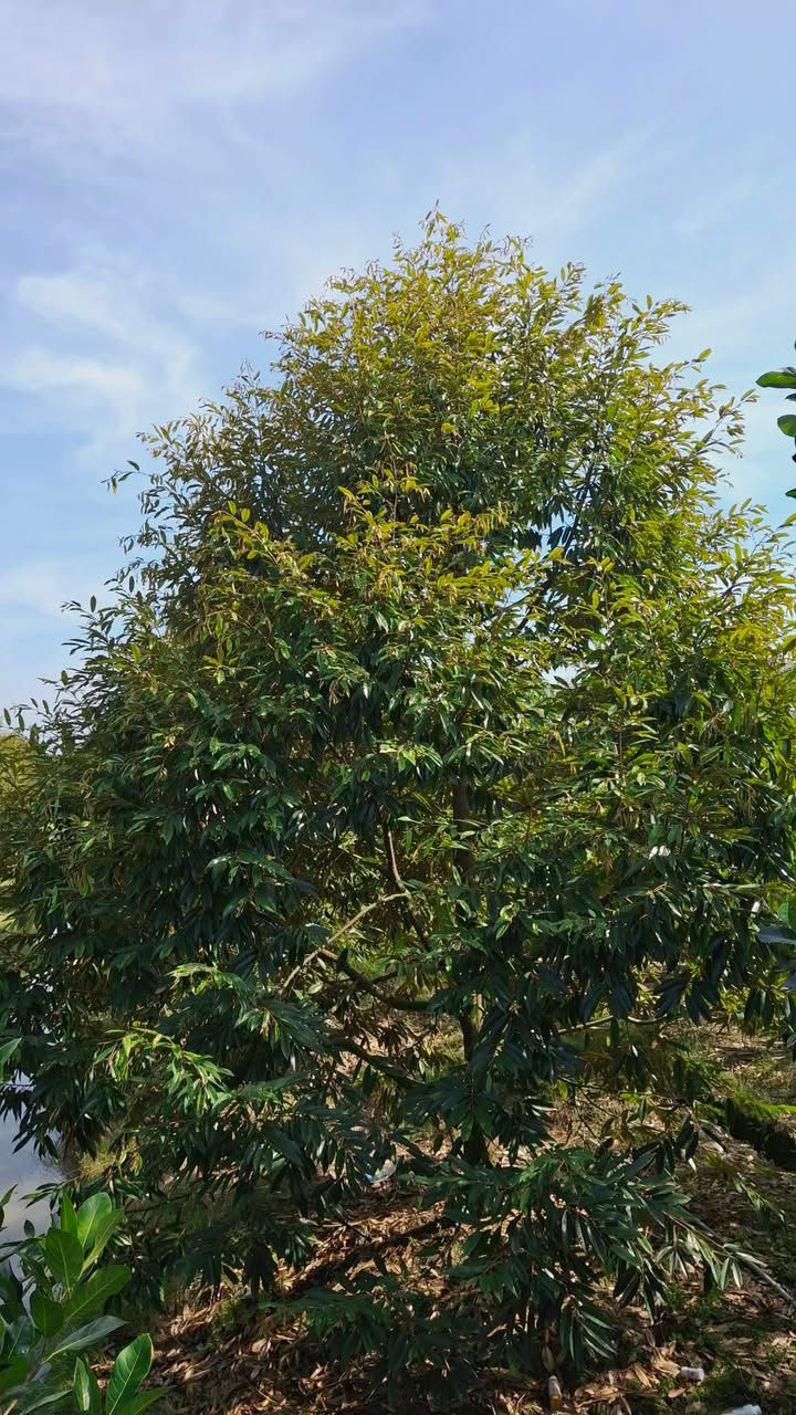 Farm 9000m² tại xã Tân Lược, Bình Tân, Vĩnh Long chỉ 270 triệu - Cơ hội đầu tư sinh lời!