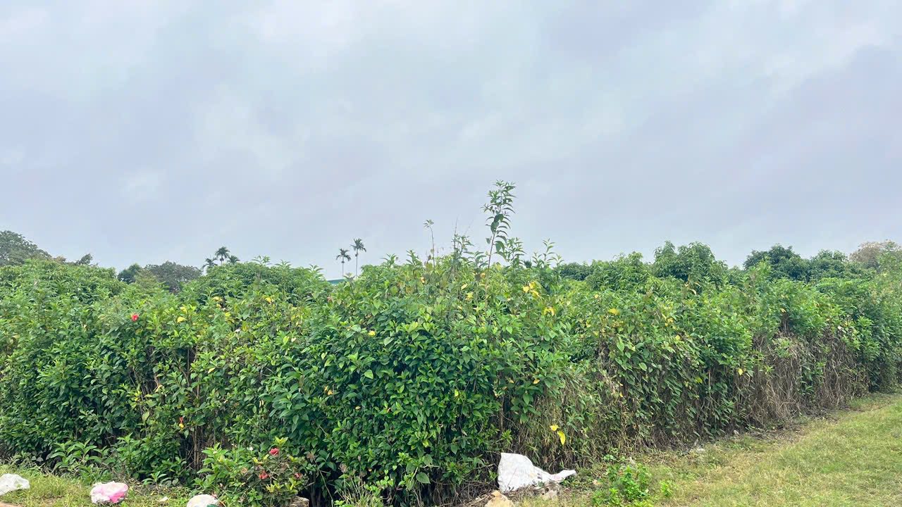 Đất thổ cư 450m² phường Ea Kly, Krông Pắc - Giá chỉ 600 triệu!