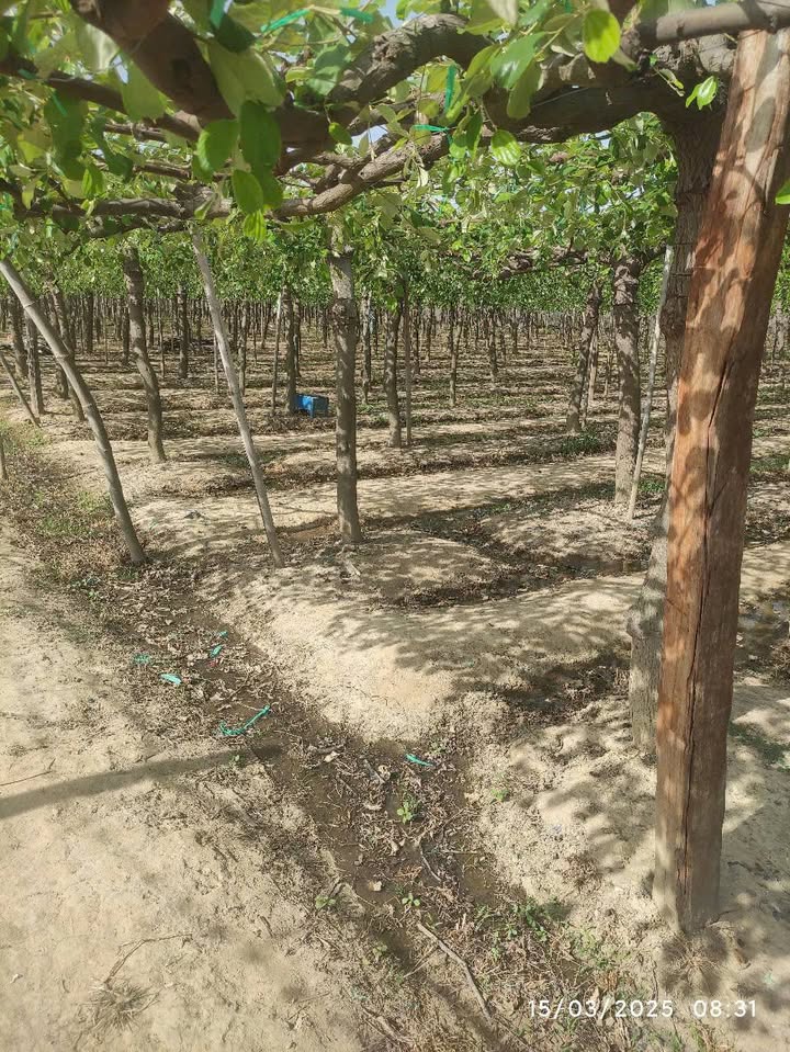 Đất Farm 2,5 sào Ninh Qúy 1 giá 400 triệu - Cơ hội đầu tư tuyệt vời!