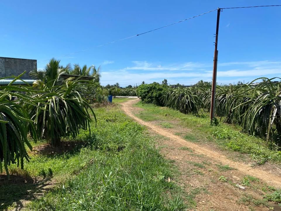 Đất 558m² tại Phan Thiết giá 1,668 tỷ - Đầu tư sinh lời ngay!