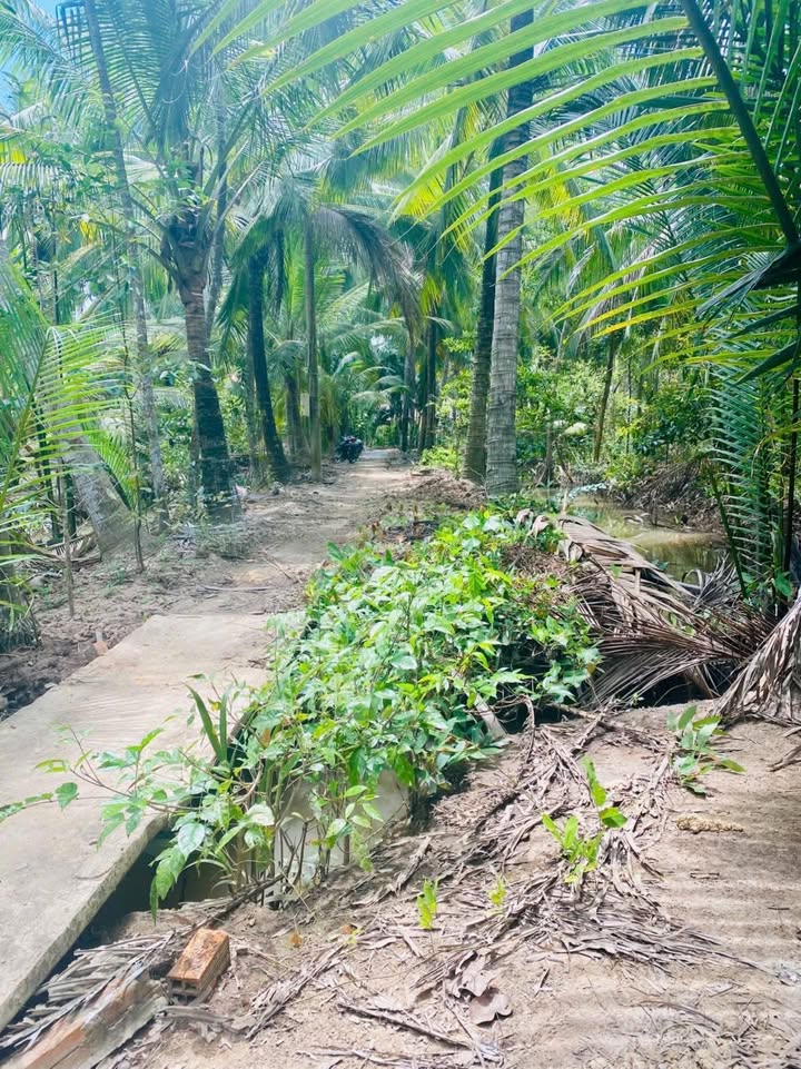 Đất nền xã Bình Khánh, huyện Mỏ Cày Nam, Bến Tre 1440m² giá 650 triệu - Cơ hội đầu tư hấp dẫn!