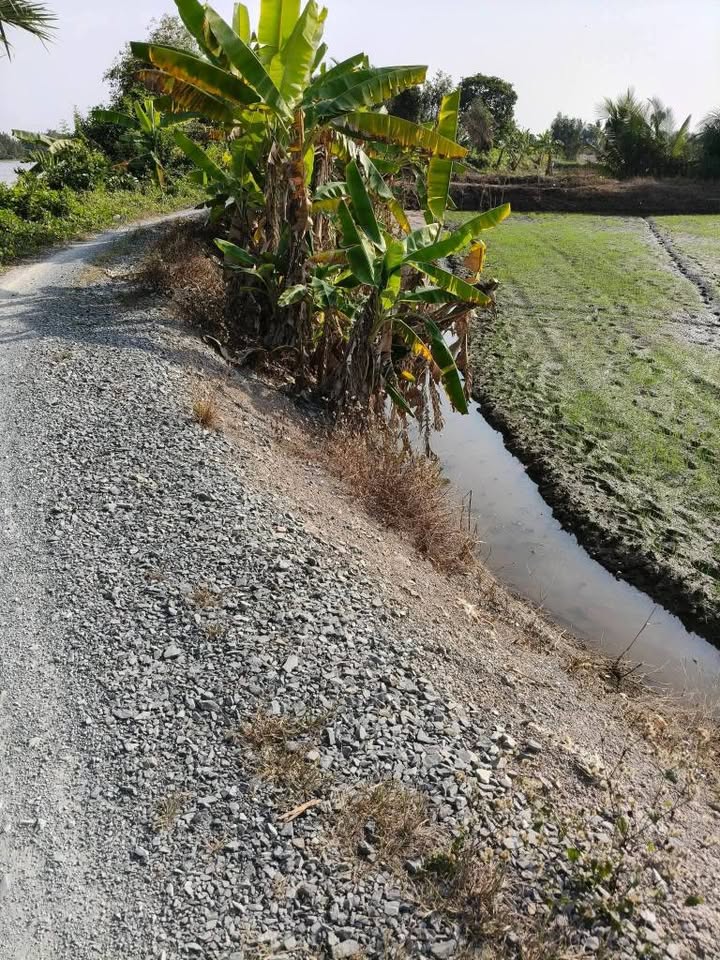 Đất mặt tiền sông Vàm Cỏ Tây, xã Mỹ Thạnh, 4600m² - Giá đầu tư hấp dẫn!