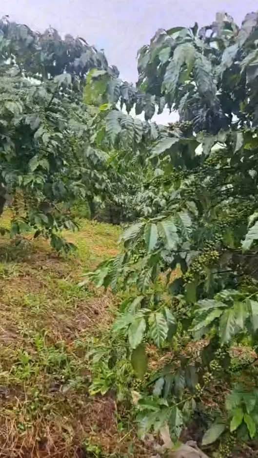 Đất nền Lộc Phú Bảo Lâm 12.000m² giá 3.9 tỷ - Sổ hồng chính chủ, gần đường nhựa!