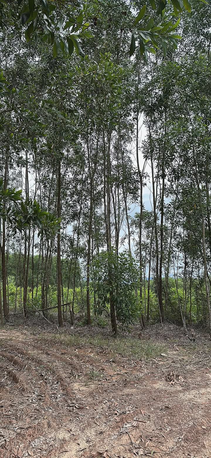 Đất rừng Hòa Liên, Hòa Vang 1000m² - Cơ hội đầu tư hấp dẫn!