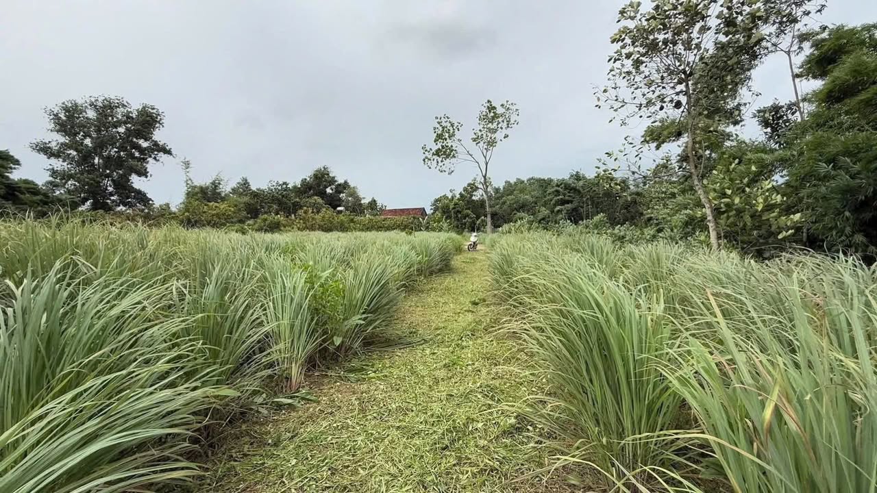 Mảnh vườn thổ cư 300m² tại Đồng Kỳ, Bắc Ninh - Chỉ 1 tỷ VND