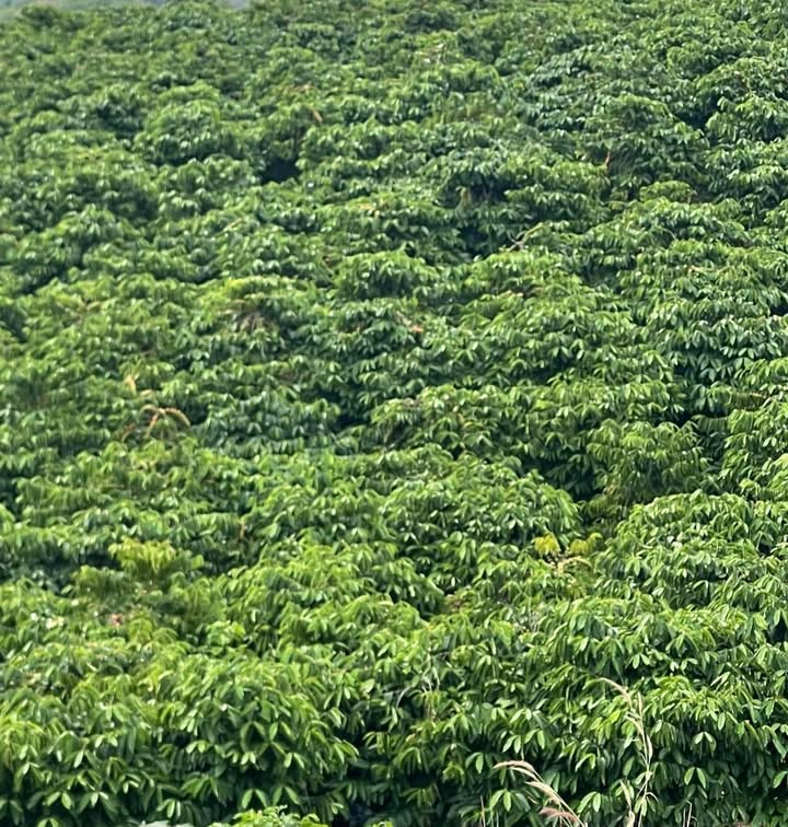 Đất thổ cư Tân Thanh Lâm Hà 8000m² giá 1.98 tỷ - Đầu tư sinh lời ngay!