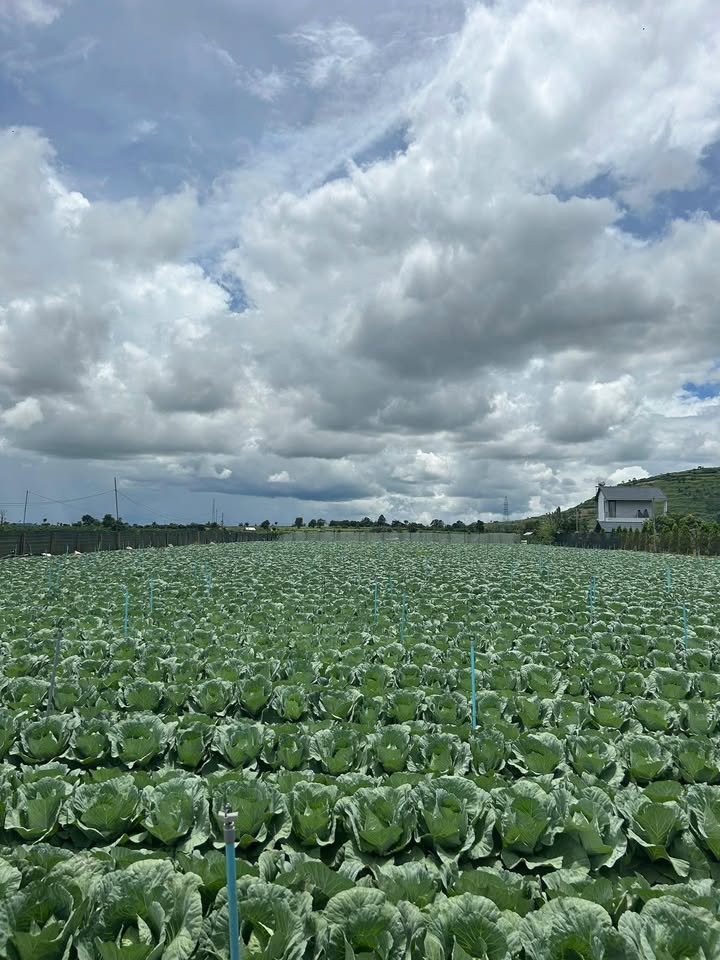 Đất nông nghiệp 4.615m² tại Liên Nghĩa, giá 1.8 tỷ - Đầu tư sinh lời ngay!