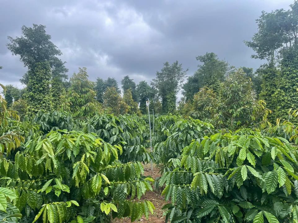 Farm 7ha tại Ea Kuăng, Krông Pắc giá 3.05 tỷ - Đầu tư sinh lời ngay!