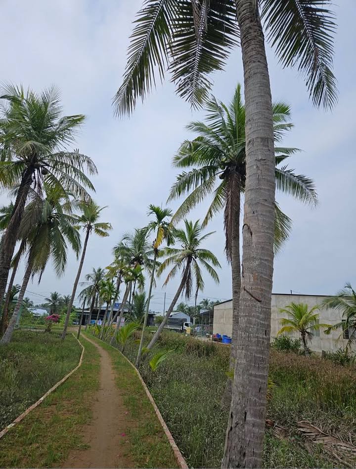 Đất nền 589m² Quốc lộ 60, Mỏ Cày Nam chỉ 1.59 tỷ - Sổ hồng chính chủ!