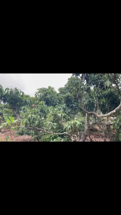 Đất Farm Đèo Gia Lục Ngạn 2880m² giá 1.1 tỷ - Địa thế đẹp, dân cư hiện hữu!