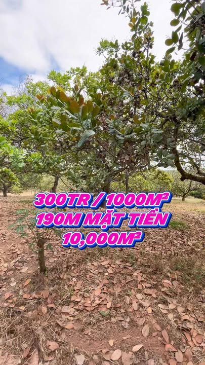 Đất nền 10,000m² xã Thống Nhất, Biên Hòa giá 3 tỷ - Đầu tư sinh lời ngay!