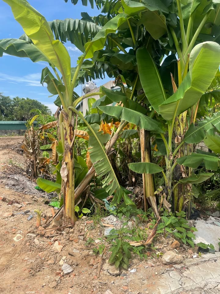 Lô đất Quảng Đông, Thanh Hóa 112m² giá 1 tỷ - Đầu tư sinh lời ngay!