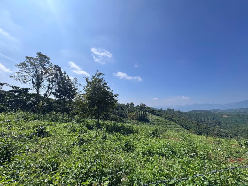 Đất Cà Phê Thôn 1, Xã Tân Lạc 3.122m² giá 1.95 tỷ - Đầu tư sinh lời!