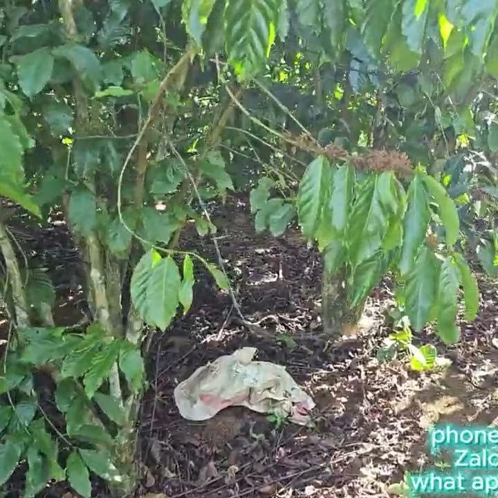 Đất thổ cư 570m² tại Tân Lạc, Bảo Lâm, Lâm Đồng - Giá chỉ 2.55 tỷ!