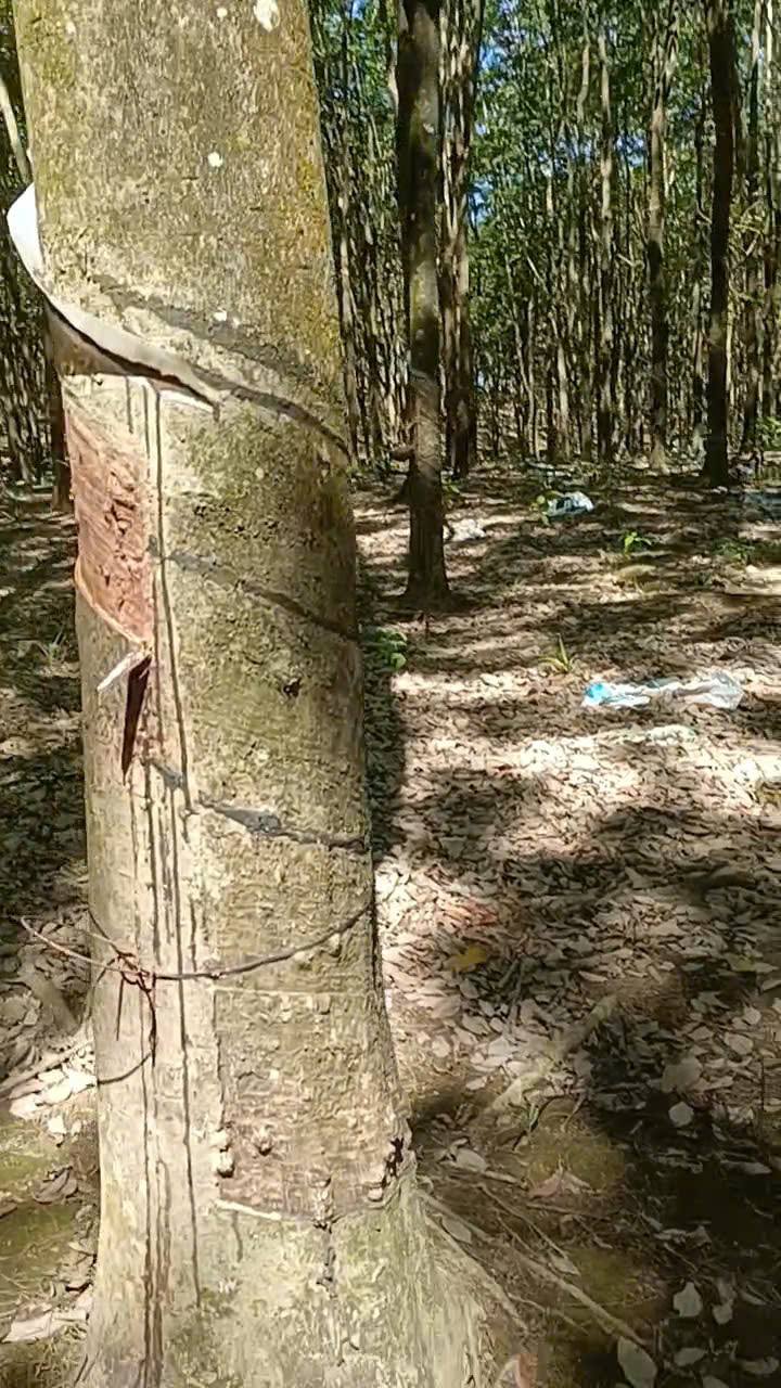 Farm Đồng Tiến Đồng Phú 4.2ha giá 2.1 tỷ - Đầu tư sinh lời ngay!