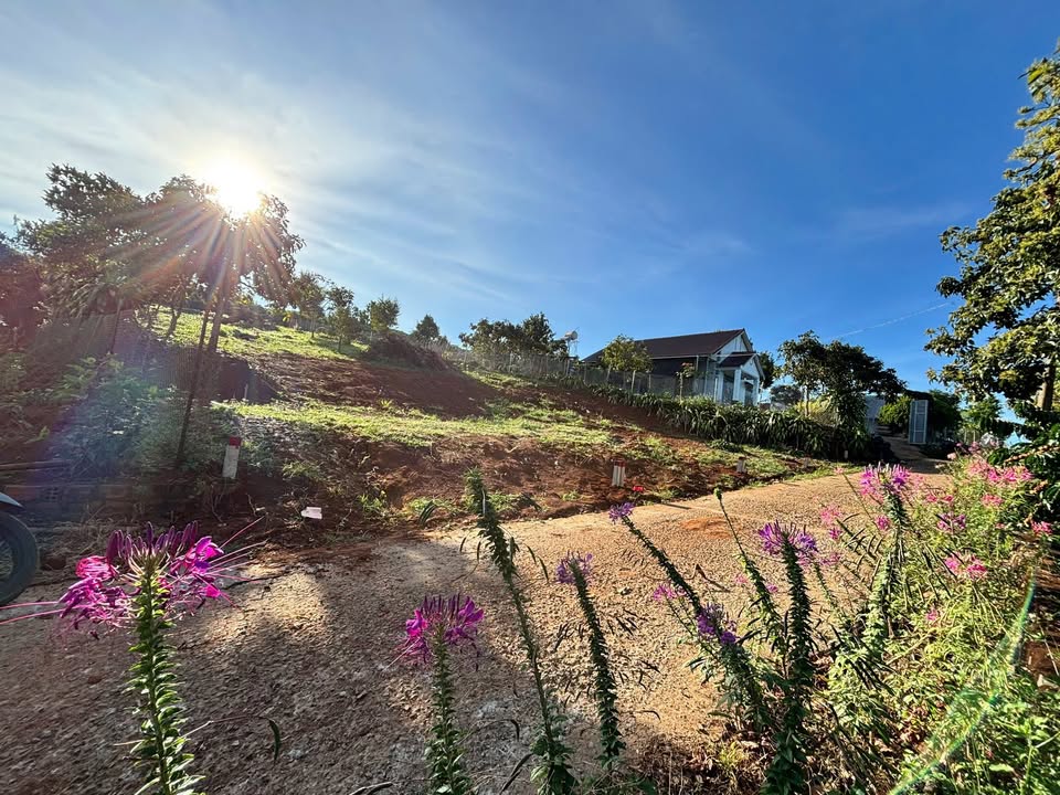 Đất nền 267.69m² tại Tân Nghĩa, Di Linh - Giá chỉ 550 triệu, sổ hồng chính chủ!