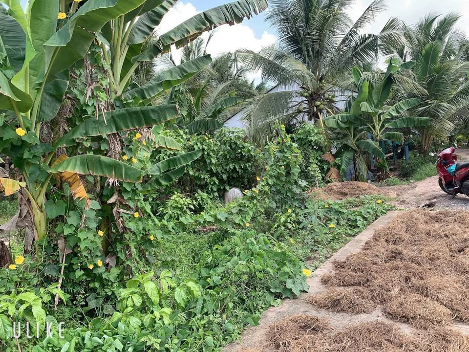 Đất nền Phú Đức, Long Hồ 131m² giá 230 triệu - Cơ hội đầu tư tuyệt vời!