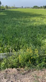 Đất thổ cư 1500m² tại xã Thanh Mỹ, Đồng Tháp - Mặt tiền đường nhựa, giá chỉ 5.95 tỷ!