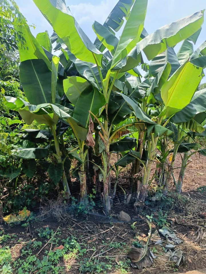 Đất thổ cư Hòa Phú 130m² giá 620 triệu - Sẵn sàng giao dịch ngay!