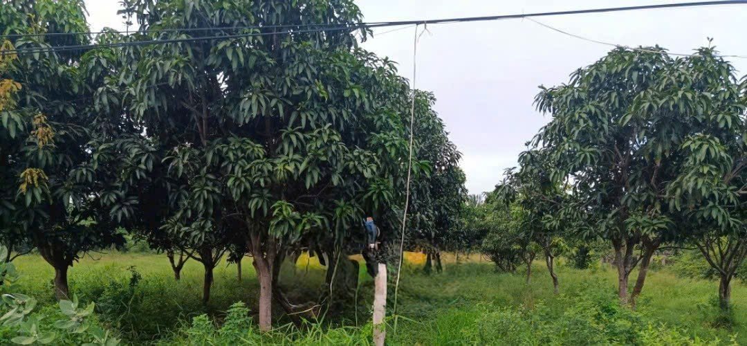 Đất nền Vĩnh Đông, Cam Lâm 14400m² giá 1.2 tỷ - Cơ hội đầu tư tuyệt vời!