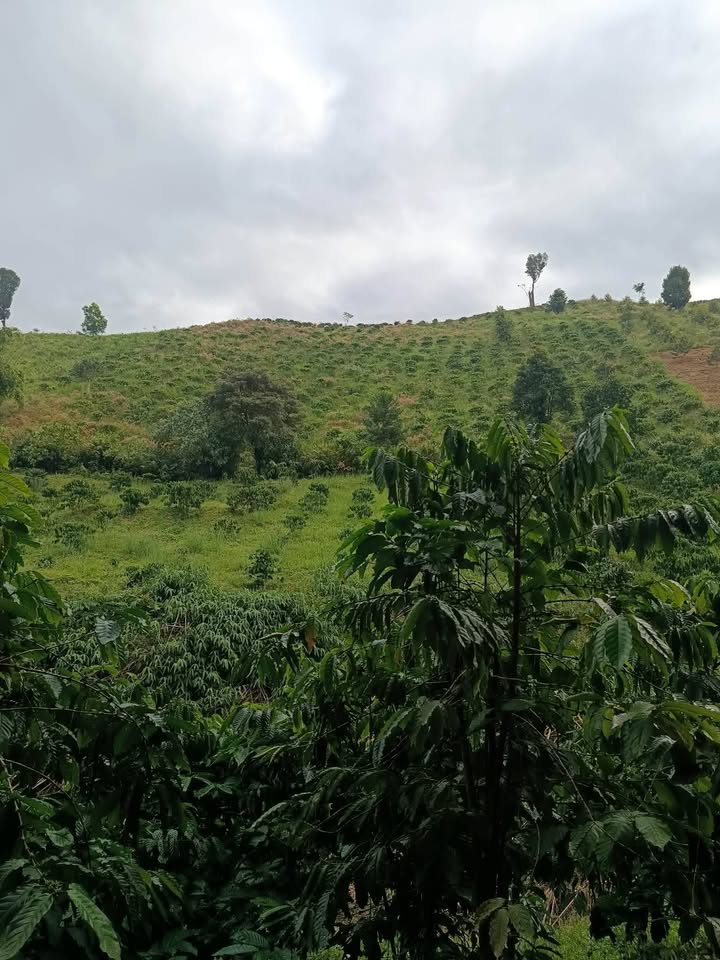 Đất Farm Đắk Nuê Lắk 14,000m² giá 1.25 tỷ - Cơ hội đầu tư hấp dẫn!