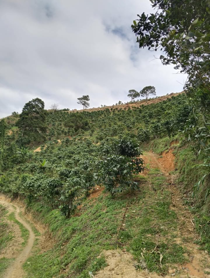 Đất nền Phú Sơn Lâm Hà 50000m² giá 5 tỷ - Sổ đỏ chính chủ, đầu tư sinh lời!