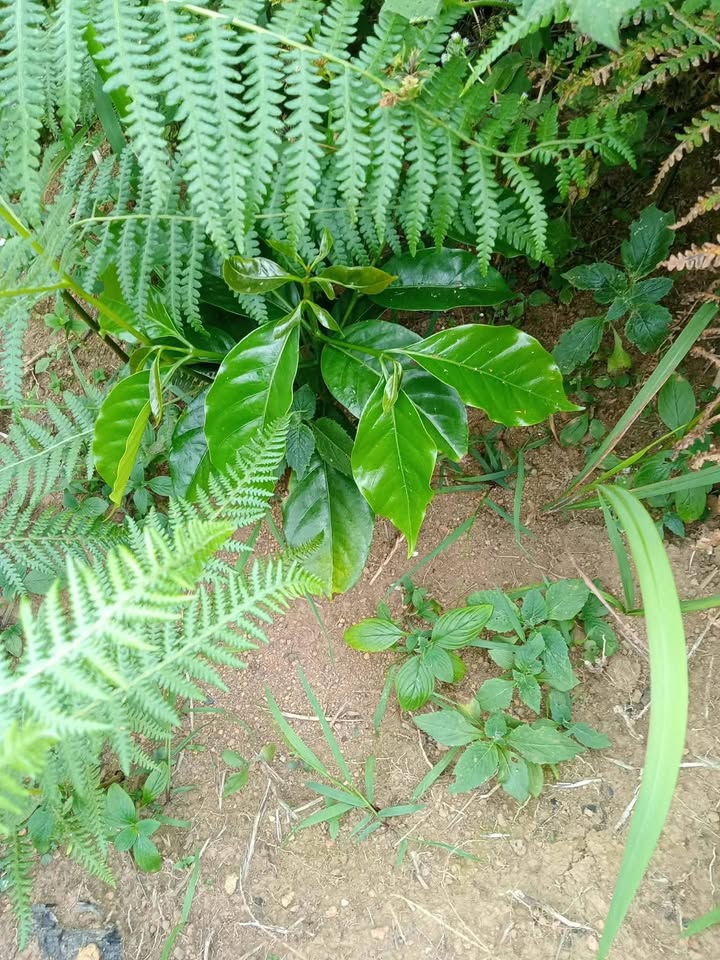 Đất nền Phú Sơn 22.000m² giá 1.4 tỷ - Cơ hội đầu tư hấp dẫn!