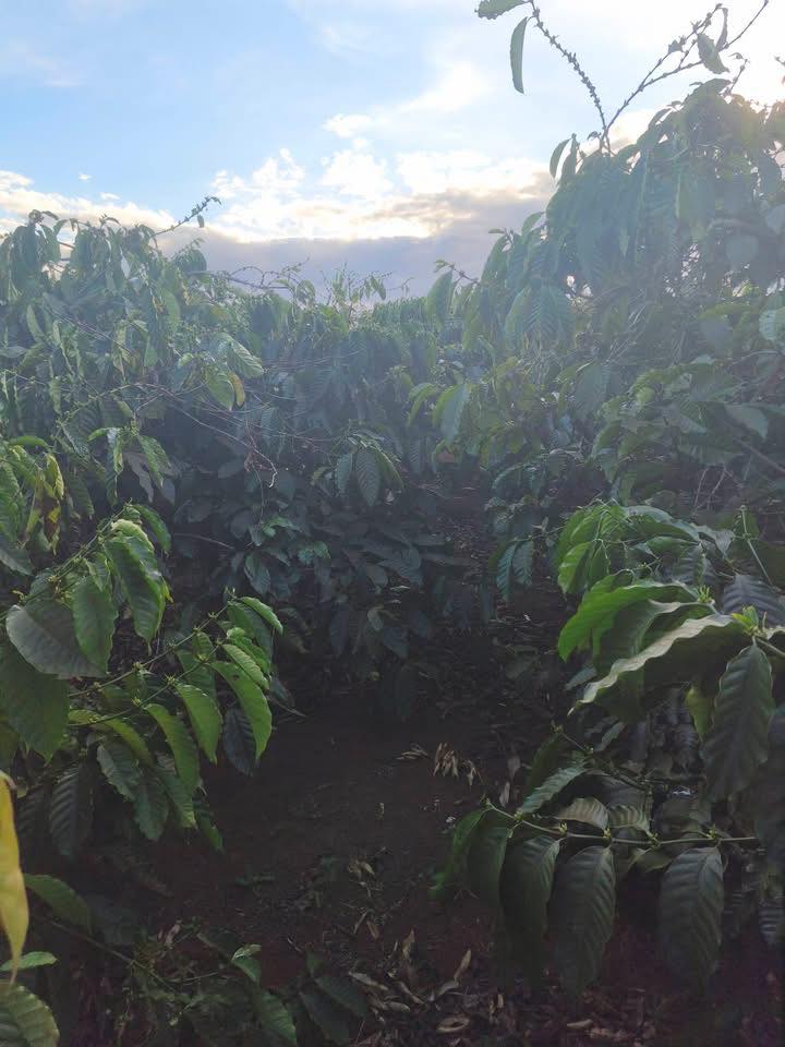 Đất nền khu dân cư Ia Hrung 5000m² - Giá thỏa thuận hấp dẫn!