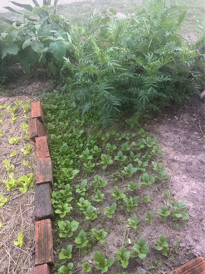 Đất nền Nhơn Hậu, An Nhơn 184.7m² giá 620 triệu - Cơ hội đầu tư hấp dẫn!