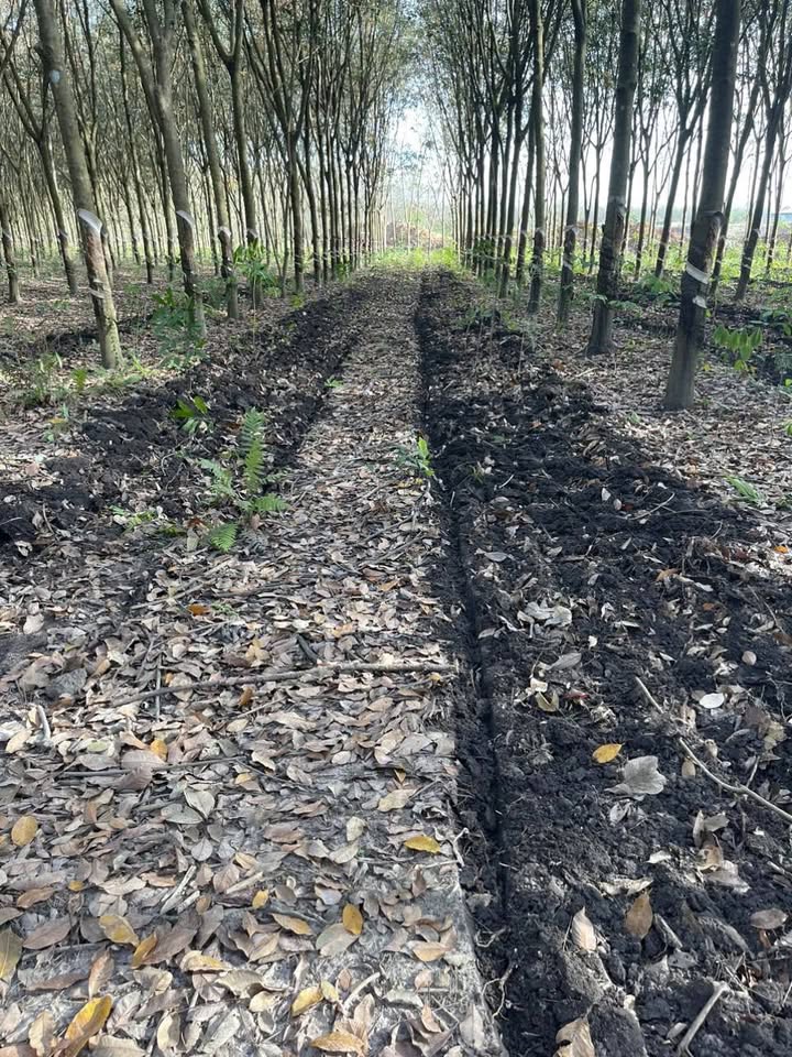 Đất nông nghiệp Thạnh Bắc, Tân Biên, Tây Ninh 150.000m² giá 1.2 tỷ - Cơ hội đầu tư hấp dẫn!