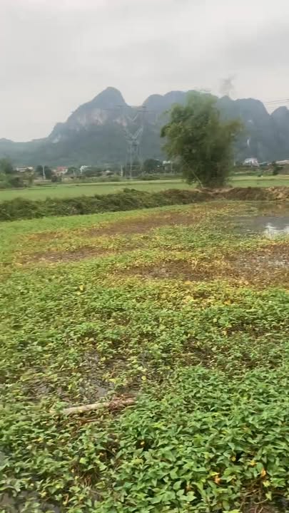 Đất nền 6 sào thôn 5 Gia Lâm, Ninh Bình - Giá chỉ 720 triệu - Đầu tư sinh lời ngay!