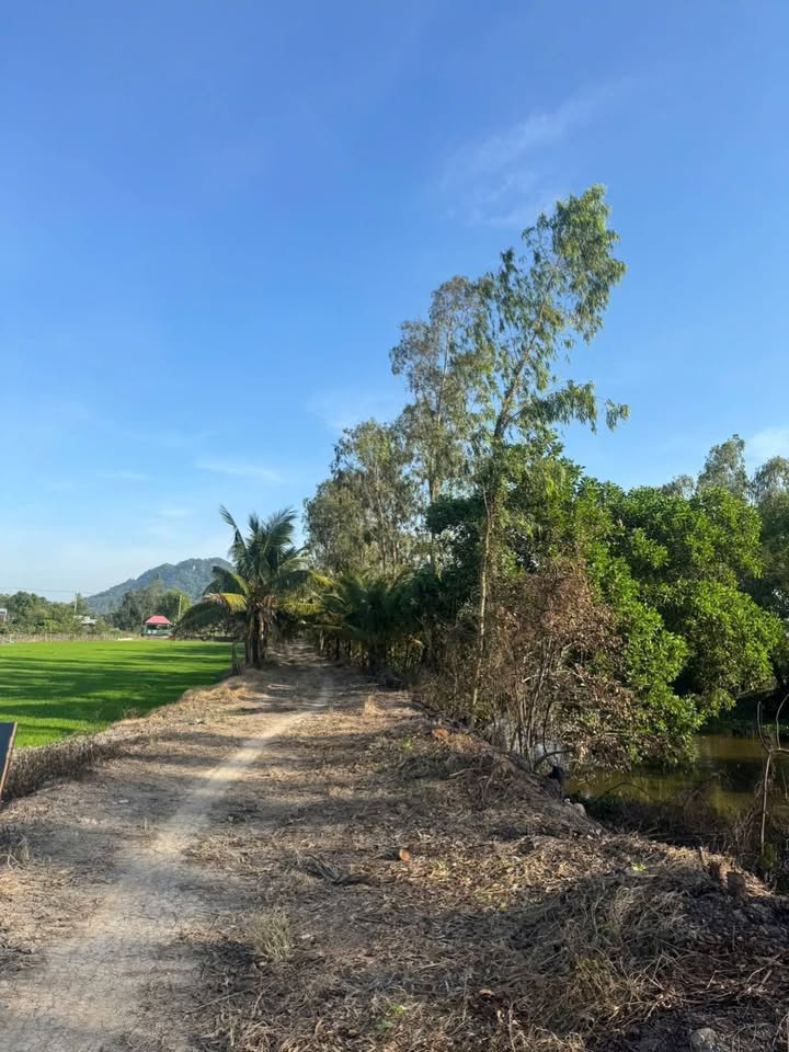 Đất vườn 10.000m² tại Tây Phú, Thoại Sơn - Giá chỉ 1.4 tỷ VND!