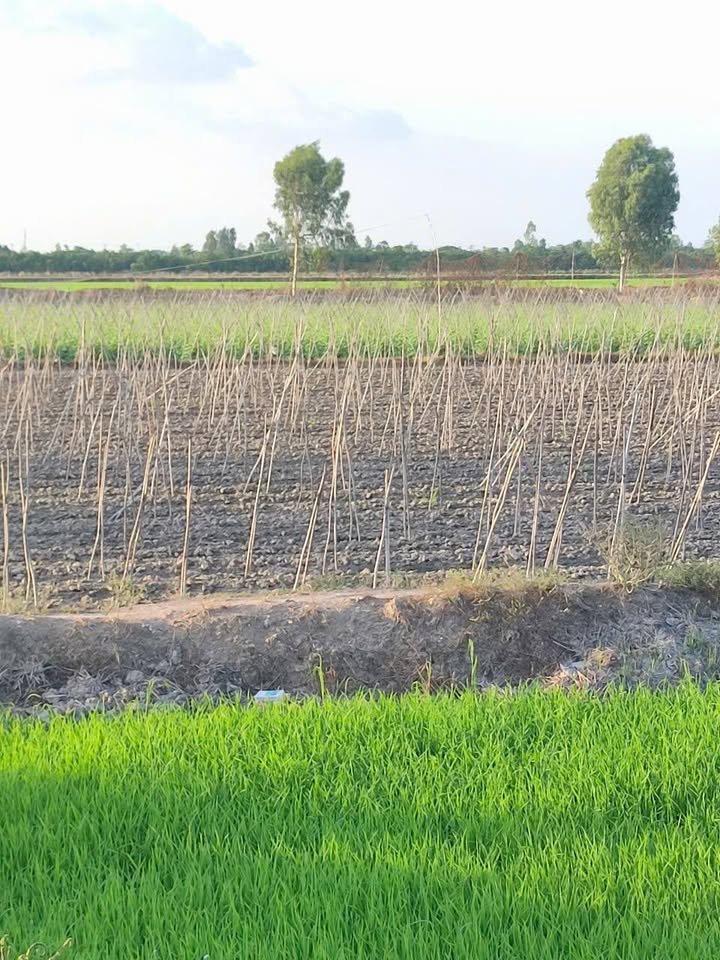 Bán Đất Ruộng 20.000m² Xã Phú Thuận, Huyện Thoại Sơn - Giá Chỉ 2.6 Tỷ