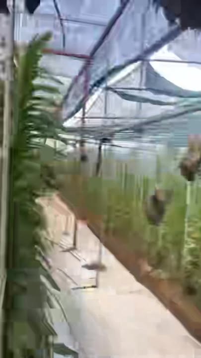 Nhà vườn Tân Nhựt, Bình Chánh 8296m² giá 33.18 tỷ - Cơ hội đầu tư tuyệt vời!