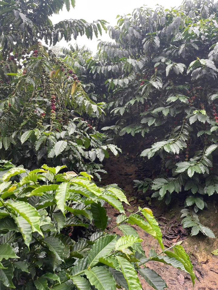 Đất vườn 4.700m² tại Đại Lào - Giá 1.35 tỷ - Tiềm năng phát triển cà phê!