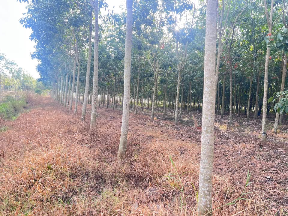 Đất cao su Tân Biên 1,4 mẫu giá 1,2 tỷ - Cơ hội đầu tư tuyệt vời!
