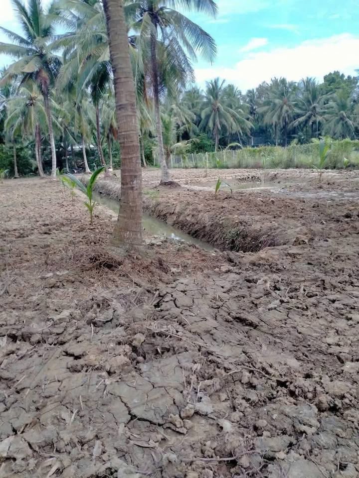 Đất nền Tân Phú Tây Bến Tre 1700m² giá chỉ 1.05 tỷ - Cơ hội đầu tư tuyệt vời!