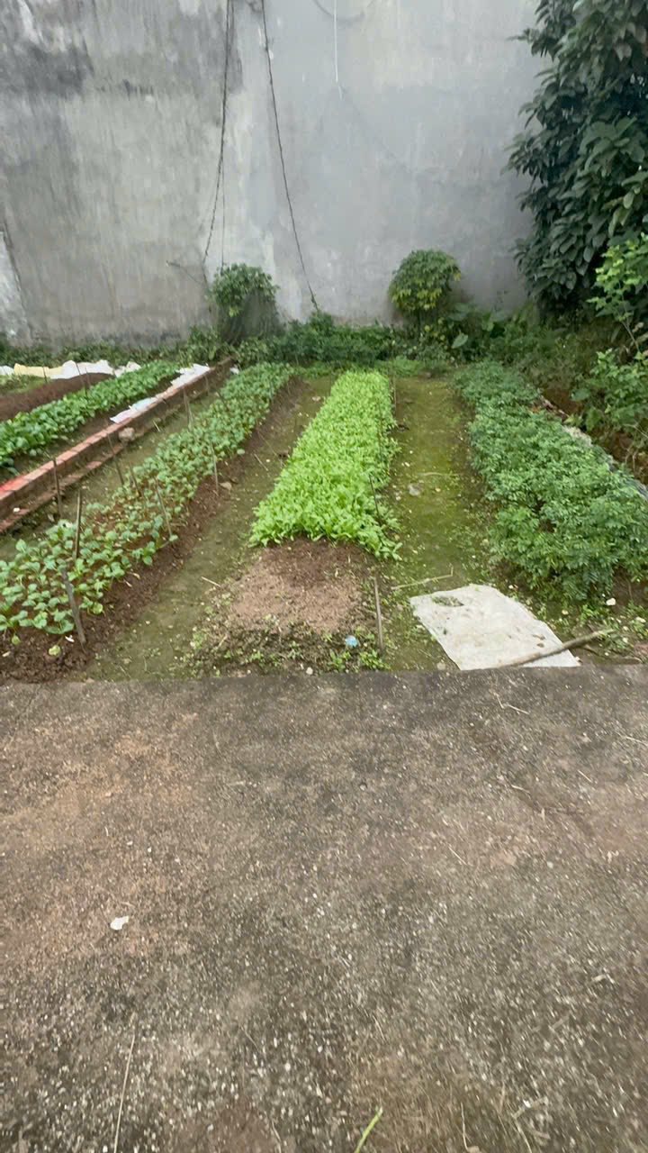 Đất nền Phúc Thọ 44,5m² giá chỉ 2 tỷ - Đầu tư sinh lời ngay!