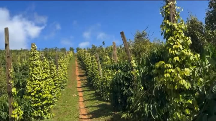 Đất nền 1.4ha xã Nam Bình, Đắk Song, Đắk Nông giá 2.55 tỷ - Cơ hội đầu tư sinh lời!