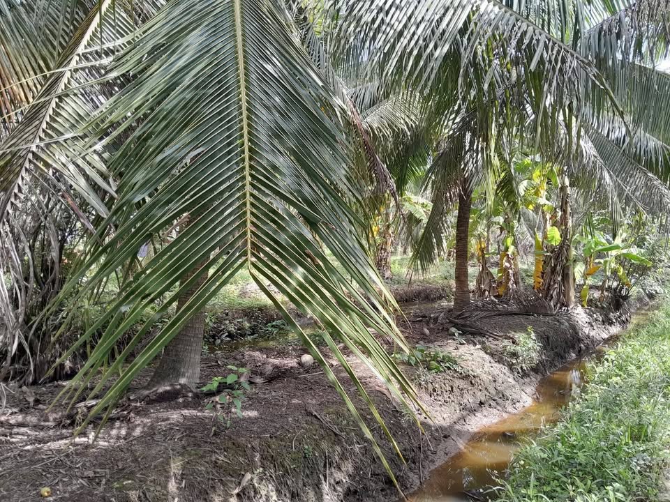 Đất vườn dừa 3,4 công tại Vang Quới Đông, Bình Đại - Giá chỉ 900 triệu thương lượng!