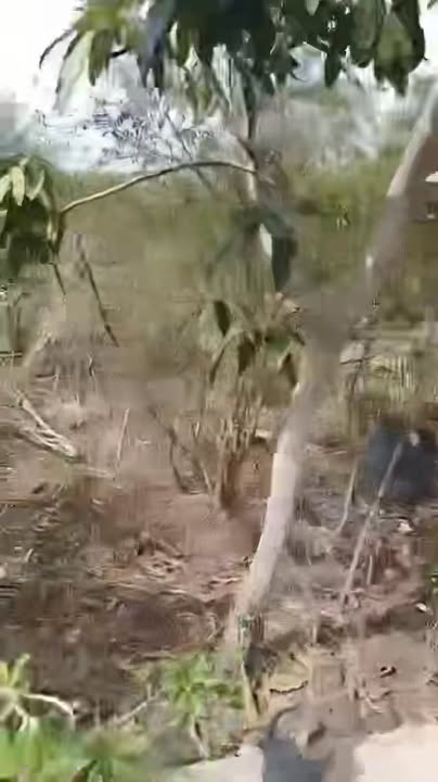 Đất Farm 24.000m² tại Bình Thắng, Bình Đại - Giá chỉ 140 triệu, cơ hội đầu tư tuyệt vời!