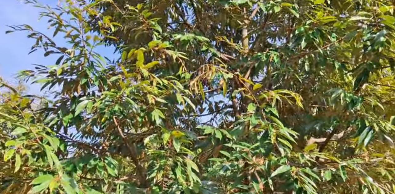 Đất vườn sầu riêng Musang King 9 công tại Tân Lược, Vĩnh Long - Giá chỉ 270 triệu có thương lượng!