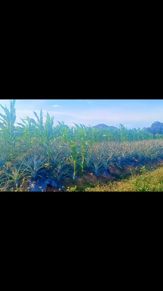 Đất nền Tân Thắng, Quỳnh Lưu 207m² giá 300 triệu - Tiềm năng phát triển vượt bậc!