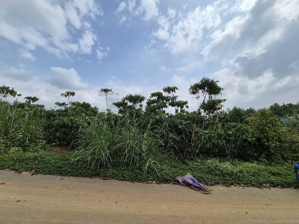 Đất Tân Lạc Bảo Lâm 2500m² giá 1.7 tỷ - Cơ hội đầu tư hấp dẫn!